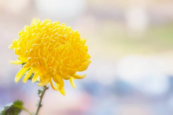 Bright sunny flower on a gentle background of pastel shades — Stock Photo, Image