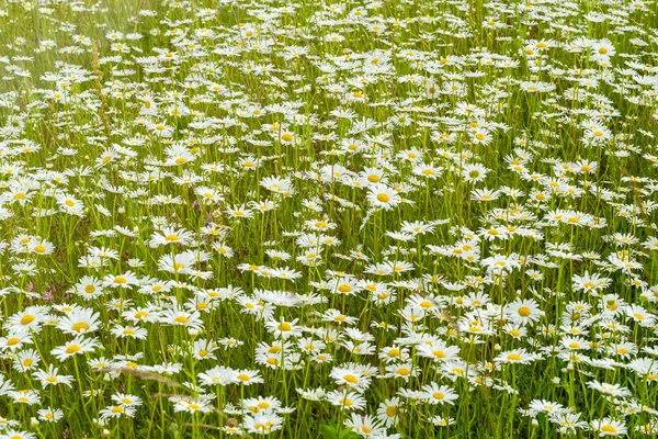 Paisaje de verano con flores en flor en el prado. Las manzanillas blancas florecen en el campo — Foto de Stock