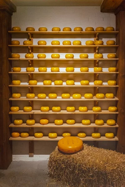 Rows of cheeses heads on the wooden shelves, show arrangement