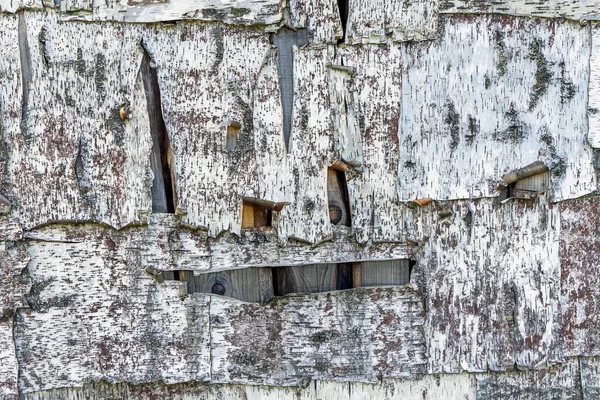 Struttura della corteccia di betulla screpolata primo piano, vecchio sfondo in legno — Foto Stock