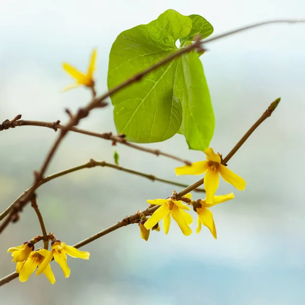 Spring flowers. Minimal nature background. Concept of seasons and ecology