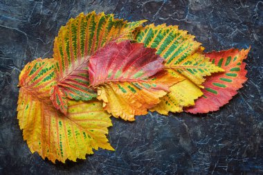 Koyu arkaplanda farklı ağaçlardan canlı renkli yapraklar. Manzara sonbaharı, yaprak düşüşü konsepti