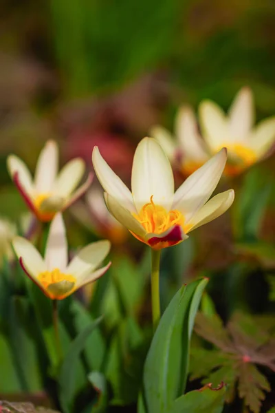 Blooming Water lily tulips, Tulipa kaufmanniana. First spring flowers. Natural scenic background — Stock Photo, Image