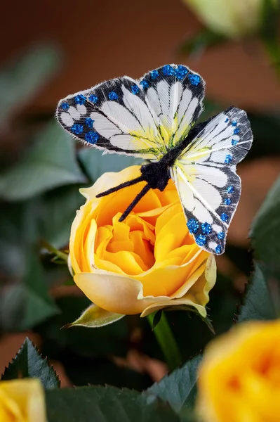 Bright butterfly sitting on bright yellow flower of rose close-up, beautiful insect in nature, wildlife — Stock Photo, Image