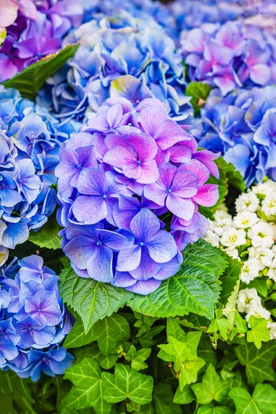 Hortensia bleue, hortensia, gros plan sur le capitule, décoration de jardin parfaite Images De Stock Libres De Droits