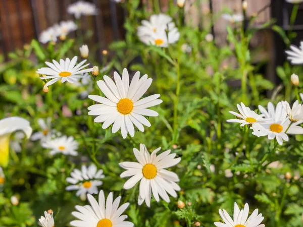 デイジーの花のクローズアップ、選択的な焦点。夏の日。園芸、生態学の概念 — ストック写真