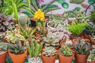 Collection of various multicolored cacti and succulents plants. Succulent garden at home, hobby concept.