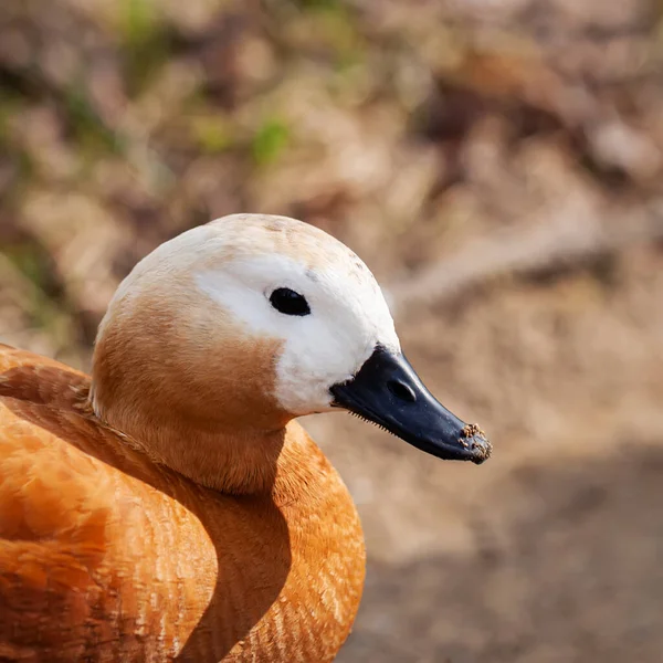 Portrait of cute duck Ruddy Shelduck with dirty beak after swimming. Concept of animal life in wild — Stock Photo, Image