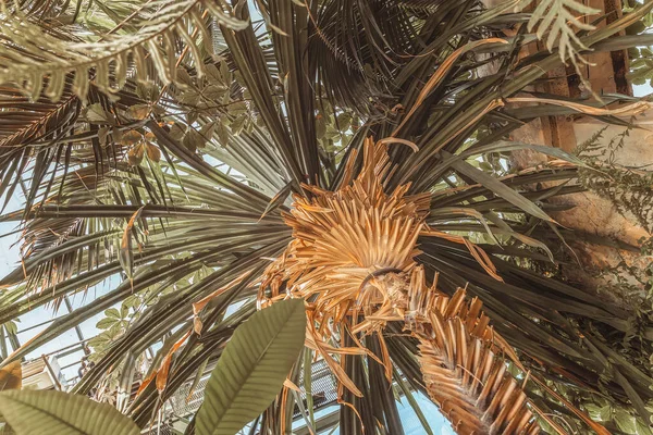 Tropikalne palmy, vintage stonowane zielone tło, koncepcja latem — Zdjęcie stockowe