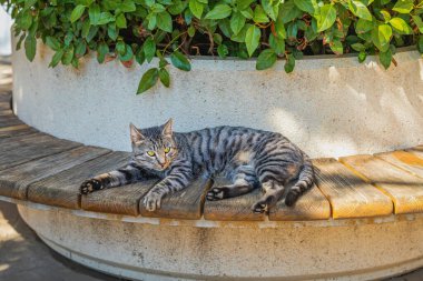 Striped tabby cat resting on wooden bench near large planter in sunny outdoor spot. Indian summer. Concept of street animal relaxation, lazy afternoon, peaceful vibe