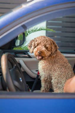Mavi arabanın yolcu koltuğunda oturan kıvırcık saçlı mutlu köpek heyecanla açık kapıdan bakıyor. Evcil hayvan ve neşeli köpek arkadaşlığı kavramı