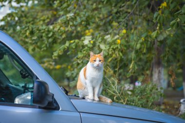 Kızıl ve beyaz kedi yeşil kentsel doğa ile çevrili park halindeki arabanın kaputunda sakince otururlar. Sokak kedisi hayatı, bağımsızlık, şehir yaban hayatı kontrastı