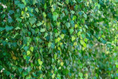 Taze yeşil huş yaprakları, verimli doğal arka plan ve dokuda ince dallarda asılı duruyor. Ağaç yaprakları, bahar yeşilliği, doğal tazelik.