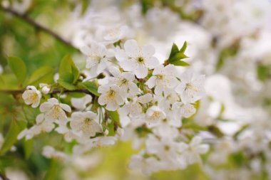 Sakura, kiraz çiçeği. Yumuşak ışıkta narin beyaz taç yapraklarıyla çiçek açan kiraz dalları, bahar mevsiminde güneşli bir gün. Yenilenme kavramı, bahar saflığı, çiçek hassasiyeti.