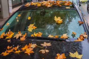 Islak akçaağaç yaprakları yağmurlu bir günde ön cama ve siyah arabanın kaputuna saçıldı. Mevsimsel değişim kavramı, sonbahar nostaljisi, sakin şehir anları.