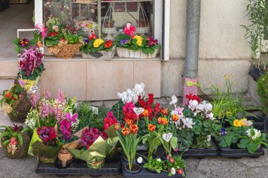 Renkli saksı çiçekleri ve çiçek açan bitkiler küçük çiçekçinin önünde düzenlenir. Bahar çiçeği perakende cazibesi, canlı botanik çeşitliliği