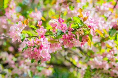 Ağaç dalında açan pembe bahar çiçeklerinin yakın çekimi, parlak güneş ışığında taze yeşil yapraklar, bahçe, bahar çiçekleri, çiçek arkaplanı, narin yapraklar, yumuşak bokeh. Canlı bahar doğa arka planı