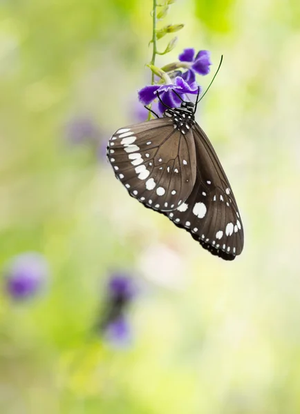 Butterfly on purple flower — Stock Photo, Image