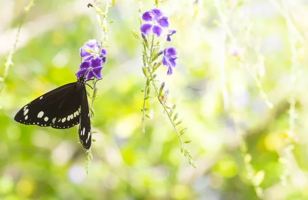 Schmetterling auf lila Blüten — Stockfoto