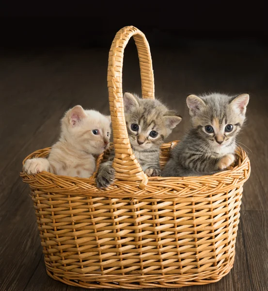 Trois chatons mignons dans un panier — Photo