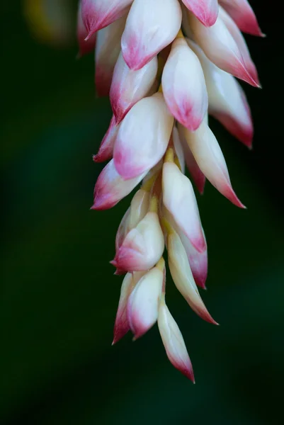 Shell ginger flower — Stock Photo, Image