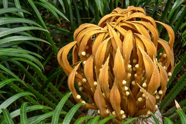 Nahaufnahme von Cycad cycas circinalis — Stockfoto