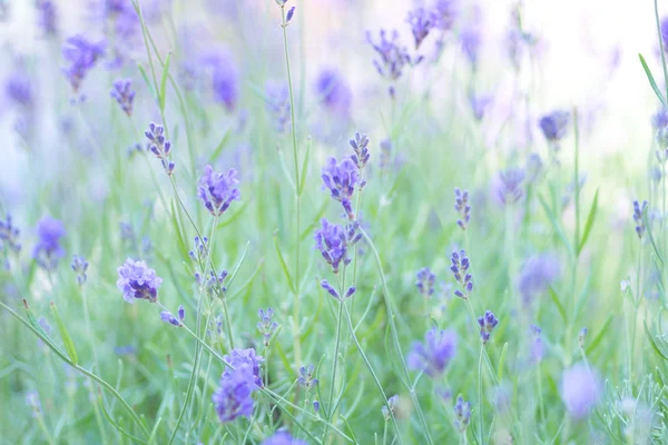 Lavanda en flor —  Fotos de Stock