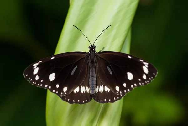 Schmetterling, Krähe — Stockfoto