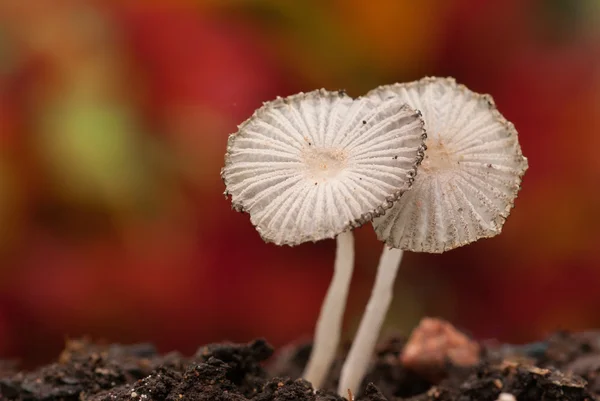 Two Parasol mushrooms in garden — Stock Photo, Image