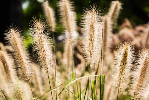 Подсветка семян травы от солнца — стоковое фото