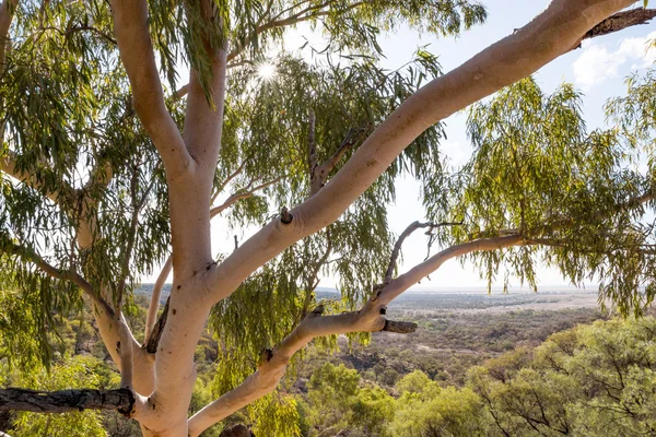 Australische inheemse Eucalyptus / gom boom in outback Queensland — Stockfoto