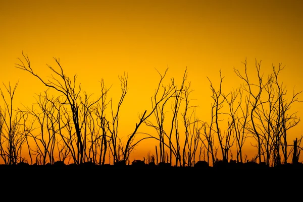 Árvores mortas em silhueta ao nascer do sol com copyspace — Fotografia de Stock