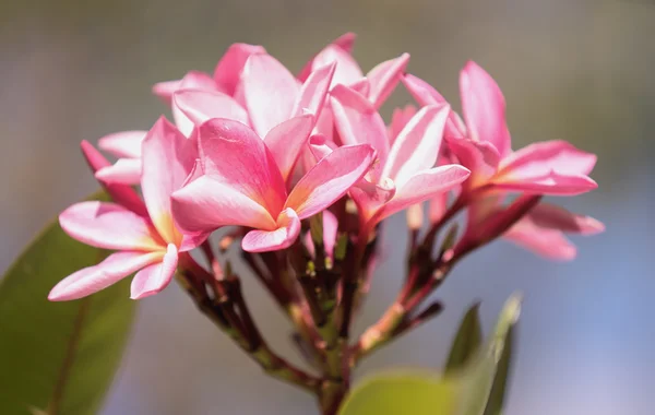 Pembe frangipani / plumeria — Stok fotoğraf