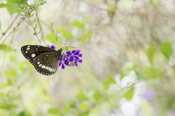 Butterfly and flower background — Stock Photo, Image