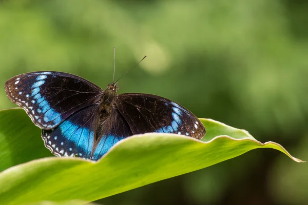 Common Eggfly butterfly — Stock Photo, Image