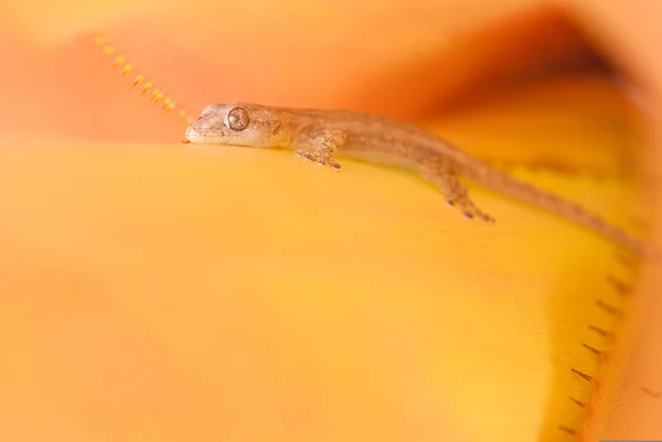 Gecko zakamuflowany na pomarańczowy roślina — Zdjęcie stockowe