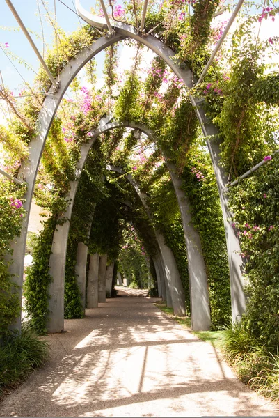 Bougainvillea on arched walkway — Stock Photo, Image