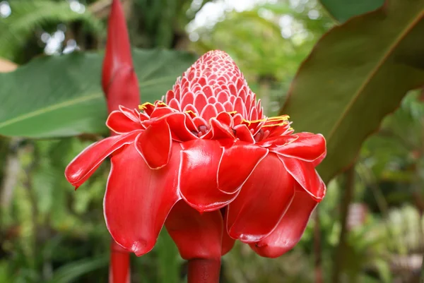 Red torch ginger, Etlingera elatior — Stock Photo, Image