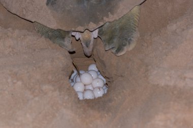 Turtle laying eggs on Bare Sand Island, Australia clipart