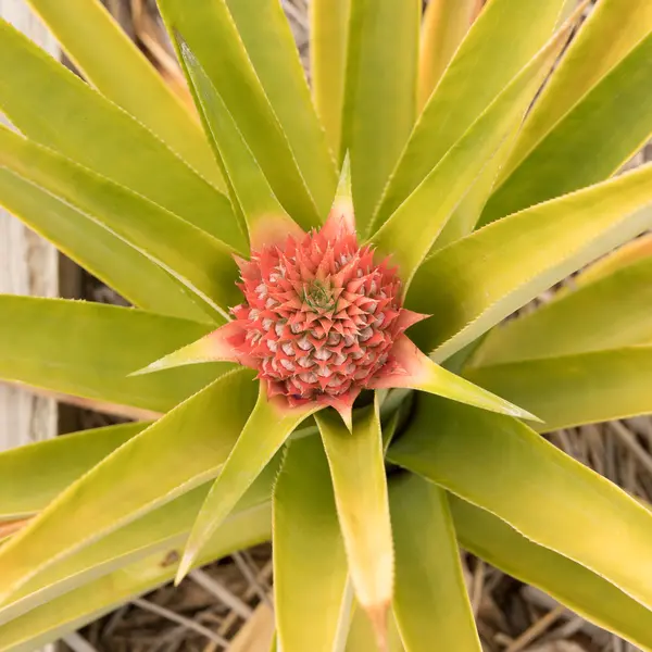 Pineapple plant, Ananas comosus, up close — Stock Photo, Image