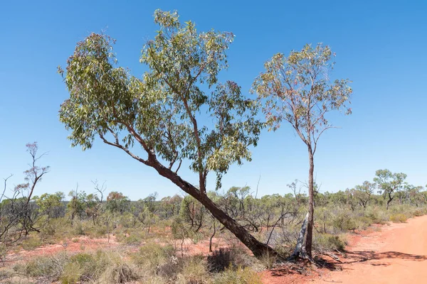 Rode Bodem Weg Met Inheemse Eucalyptus Gom Bomen Weg Naar — Stockfoto