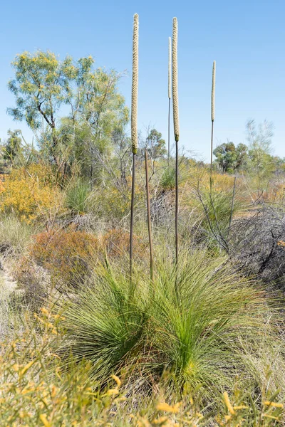 Australiska Infödda Xanthorré Johnsonii Eller Gräs Träd Med Flera Blommor Royaltyfria Stockbilder