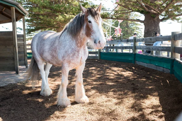 One of the beautiful Clydesdale horses that pulls the horse drawn tram in Victor Harbor, South Australia