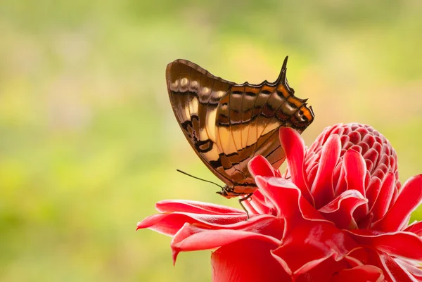 Butterfly on red flower — Stock Photo, Image