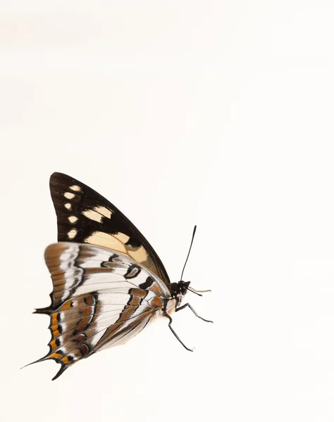 Large butterfly on white — Stock Photo, Image