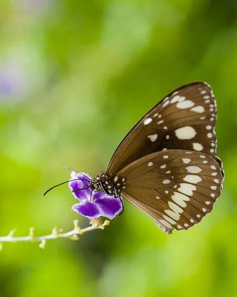 Schmetterling auf lila Blume — Stockfoto