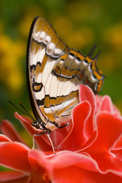 Mariposa sobre flor roja — Foto de Stock