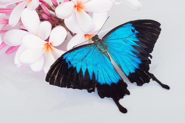 Papilio ulysses on frangipani — Stock Photo, Image