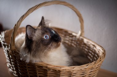 Birman kedi onun sepeti