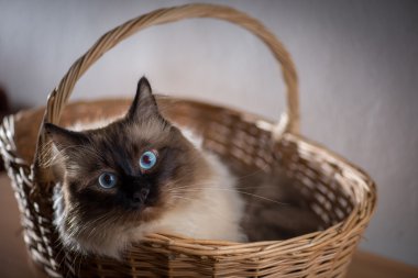 Birman kedi onun sepeti